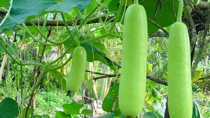 Quả bầu và những giá trị sức khỏe không nên bỏ qua