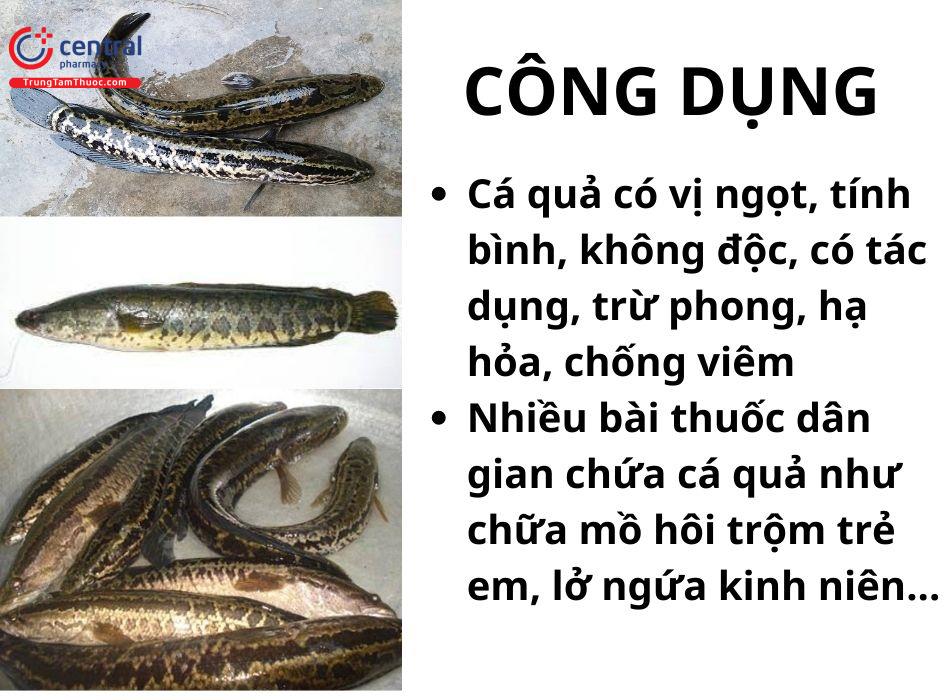 Cá Quả (Cá Lóc - Ophicephalus maculatus Lacépède) - chống viêm, tiêu thũng