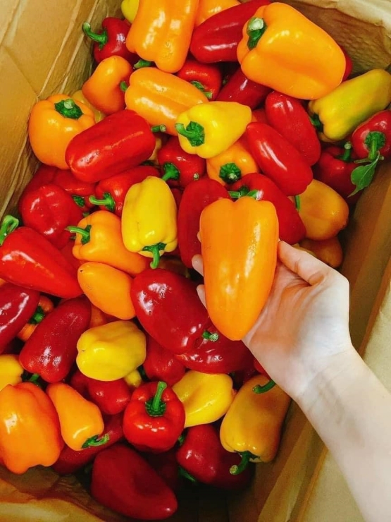 Loại ớt ăn trực tiếp như các loại trái cây khác, dân buôn ngày bán cả tạ