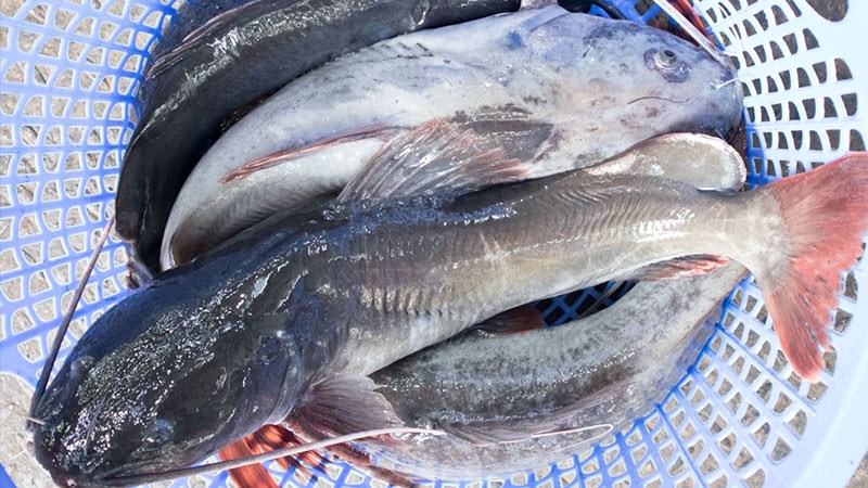 Cá Lăng tươi sống