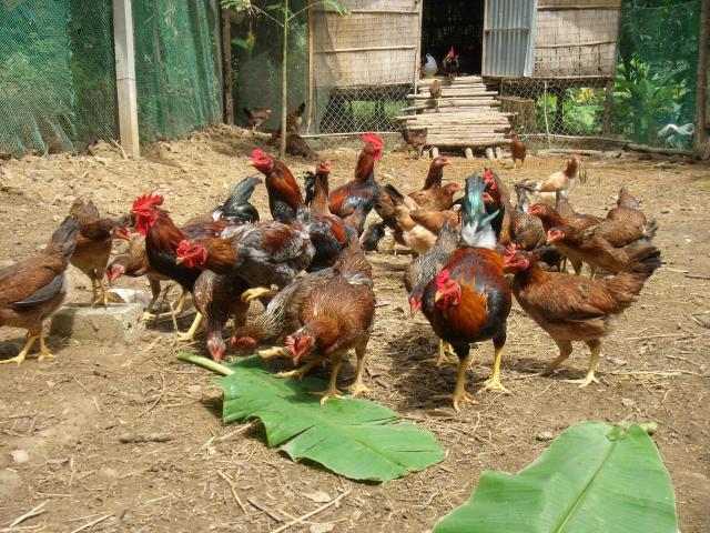 Gà thả vườn