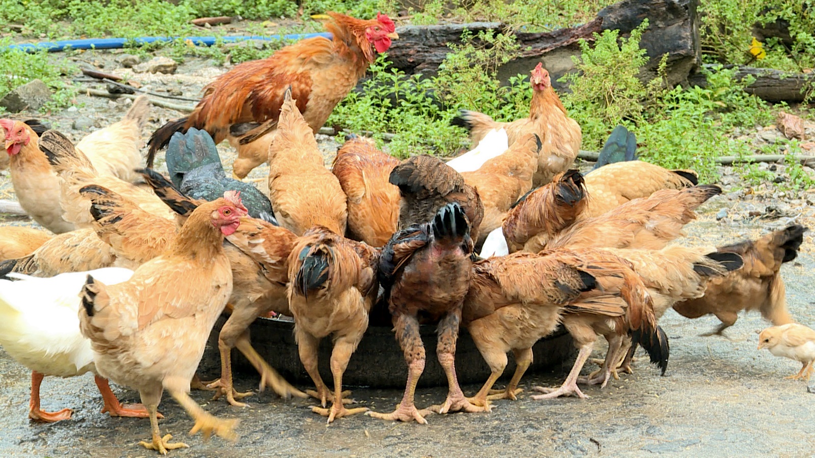 Gà ri vàng rơm - Đặc sản nổi tiếng Uông Bí - Báo Quảng Ninh điện tử