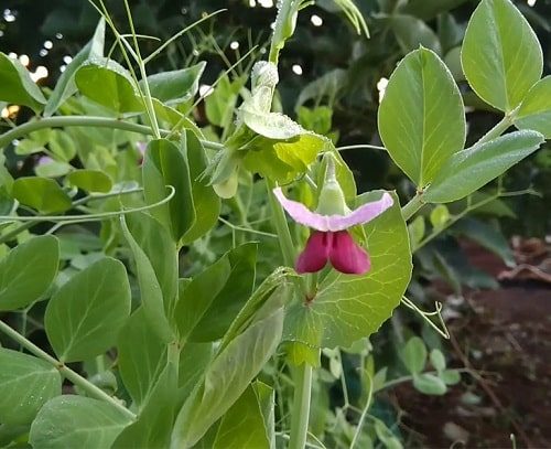 Cung cấp ngọn rau đậu hà lan tươi ngon sạch tại Hà Nội