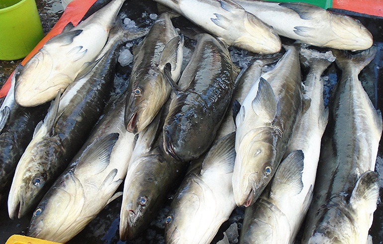cá bớp