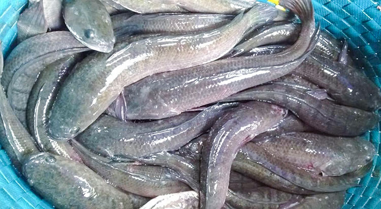 Trà Vinh: Giá cá lóc thương phẩm tăng cao – Tạp chí Thủy sản Việt Nam