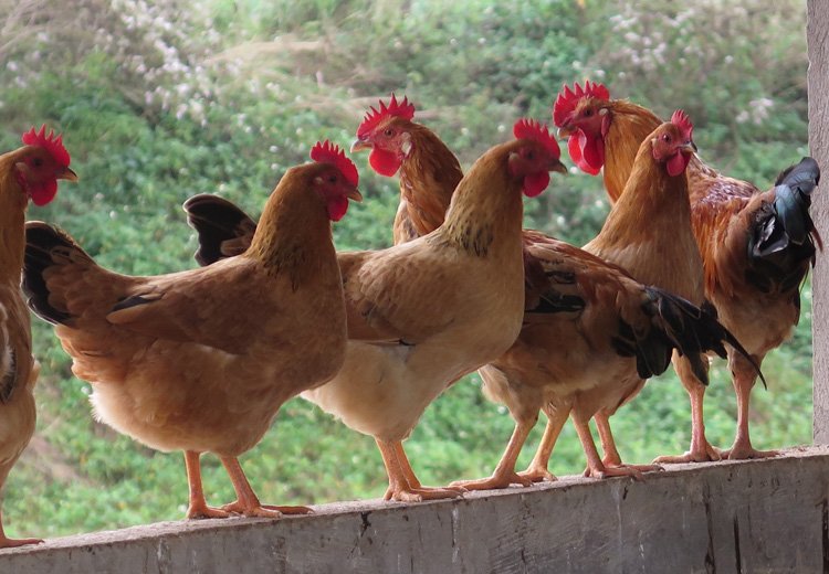 Gà Ri 3/4 - Công Ty TNHH Giống Gia Cầm An Phát