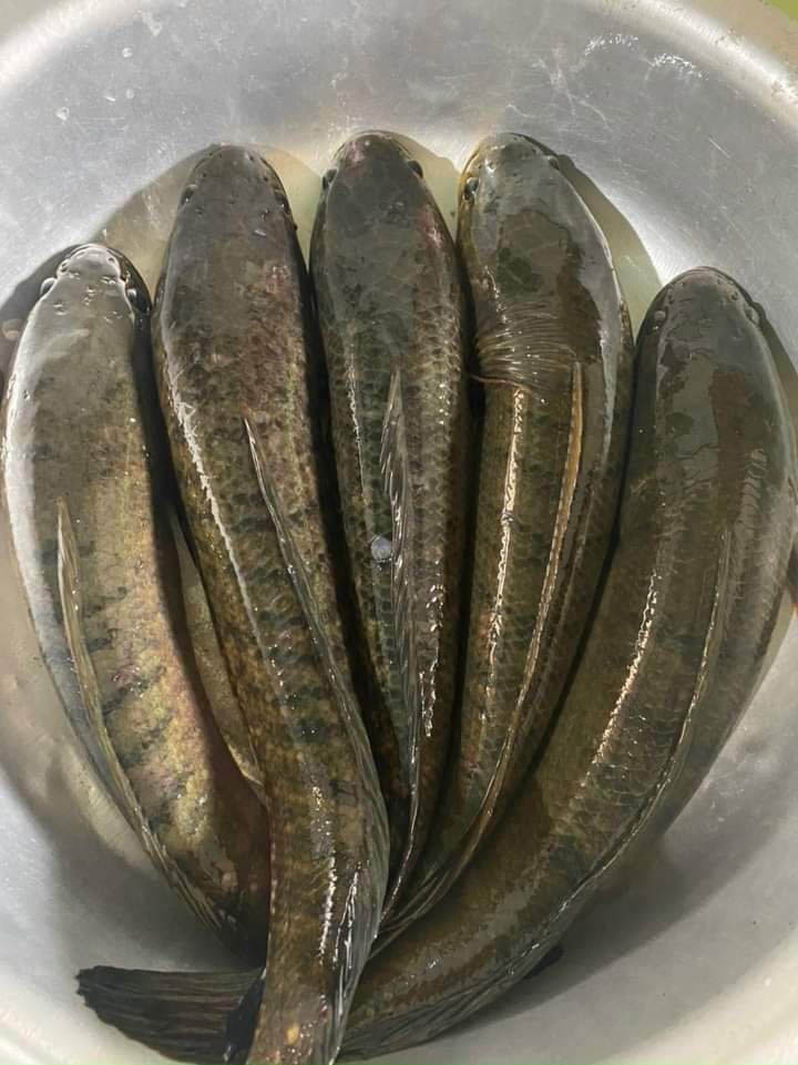 Cá Lóc Đồng Bình Định - TH-Food - Chuyên cung cấp thực phẩm