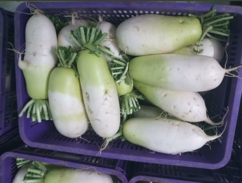 Củ cải Hàn Quốc