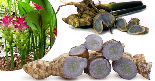Nghệ đen - Vị thuốc diệu kỳ