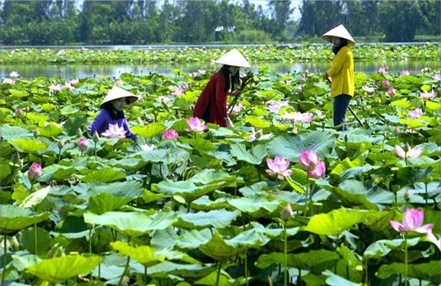 Những điểm du lịch nổi tiếng Long An | Dulich24.com.vn