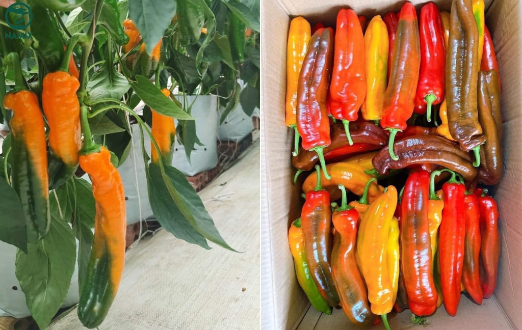Ớt trái cây - Đặc điểm, cách trồng và chăm sóc cây đúng cách