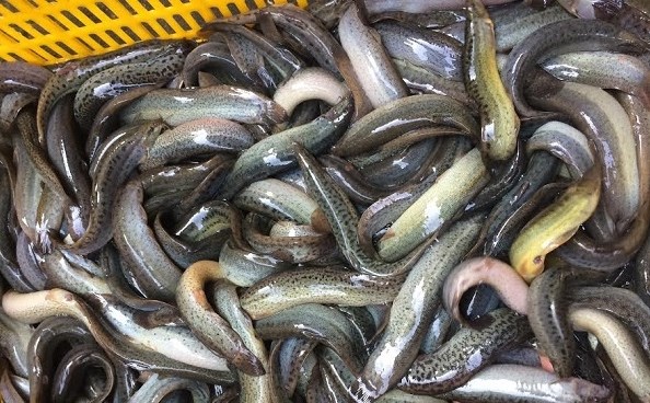 cá chạch quế mua ở đâu giá tốt? Giá cá chạch quế?CHI HAI SAN