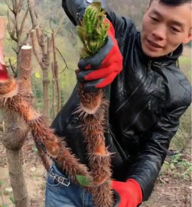 Rau dại Việt Nam quý như vàng ở xứ người, phải liều mới hái được