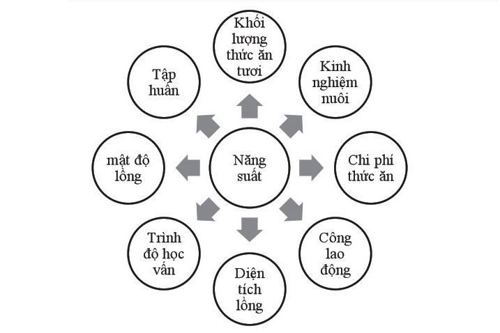 Những nhân tố ảnh hưởng đến năng suất nuôi cá lồng